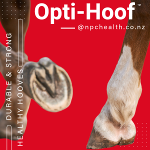 Biotin for horse hooves for strong, healthy hoof that is durable and less prone to split and break.