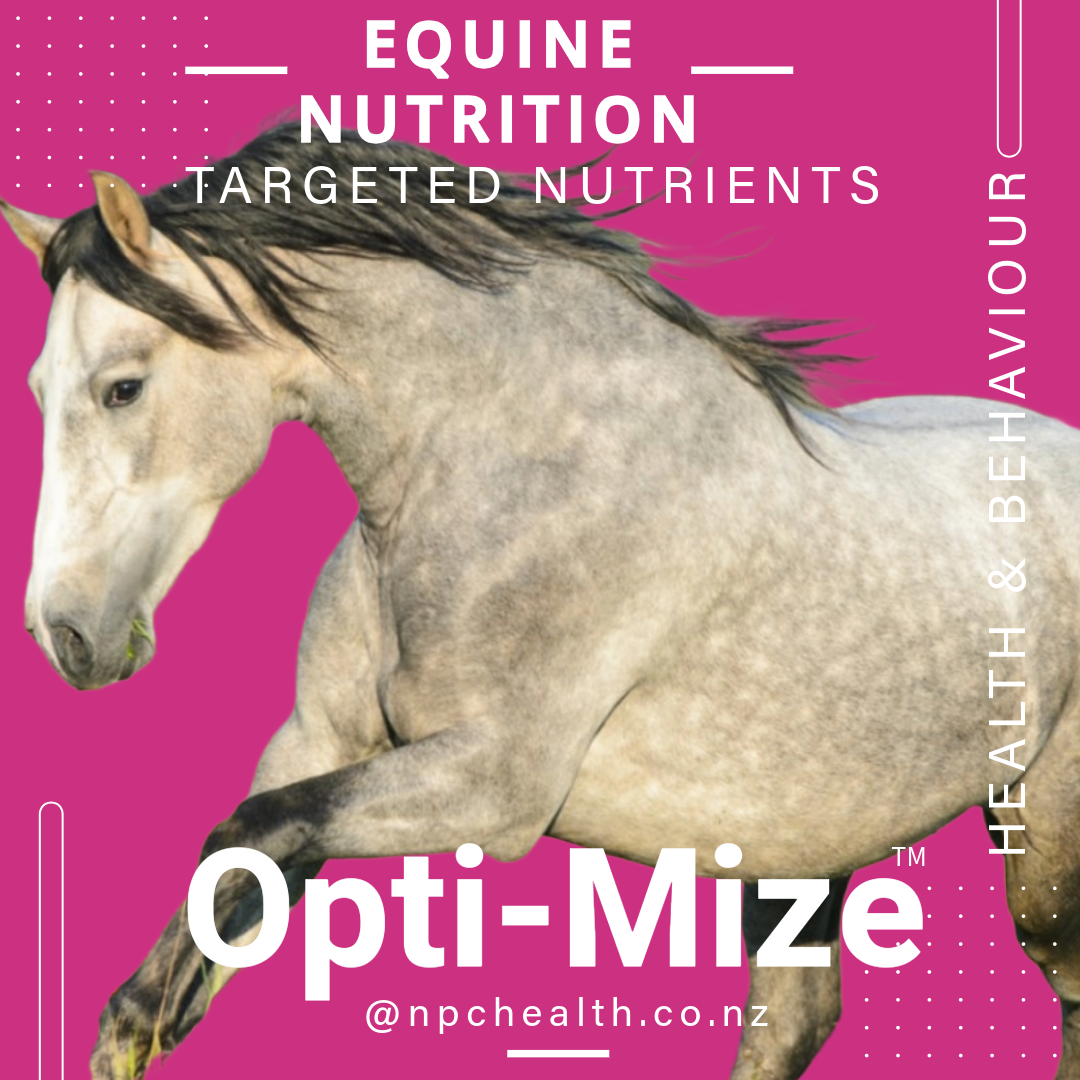 Grass affected horses are supported with Optimize a nutritional supplement for horses at pasture.