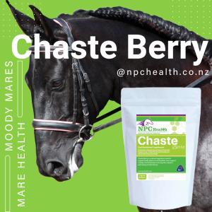 Pure chaste berry for horses the top quality and all -natural powder to help alleviate moods, support metabolic function and balance hormones in mares.