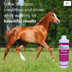 Silky show shampoo for horses and dogs that washes, conditions, detangles and makes coat and hair soft and shiny.