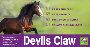 Devils claw oral nutritional supplement powder for horses in pure natural form.