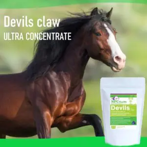 Devils claw pure high-quality powder for horses to maintain and support healthy joints and help reduce pain or inflammation.