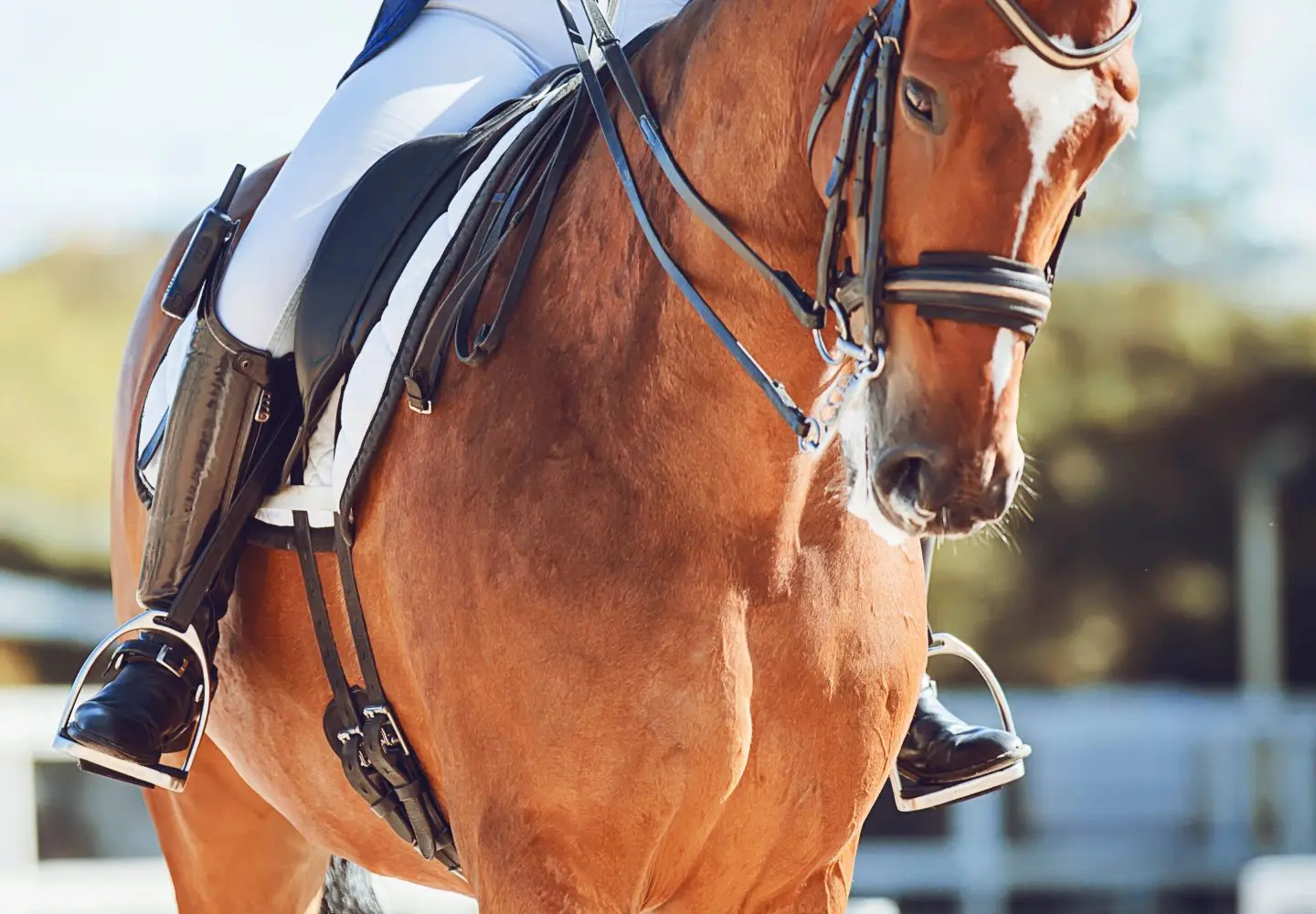 Bay horse adobe stock purchase1