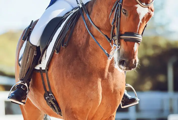 Bay horse adobe stock purchase1