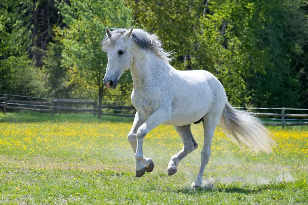 White horse cantering