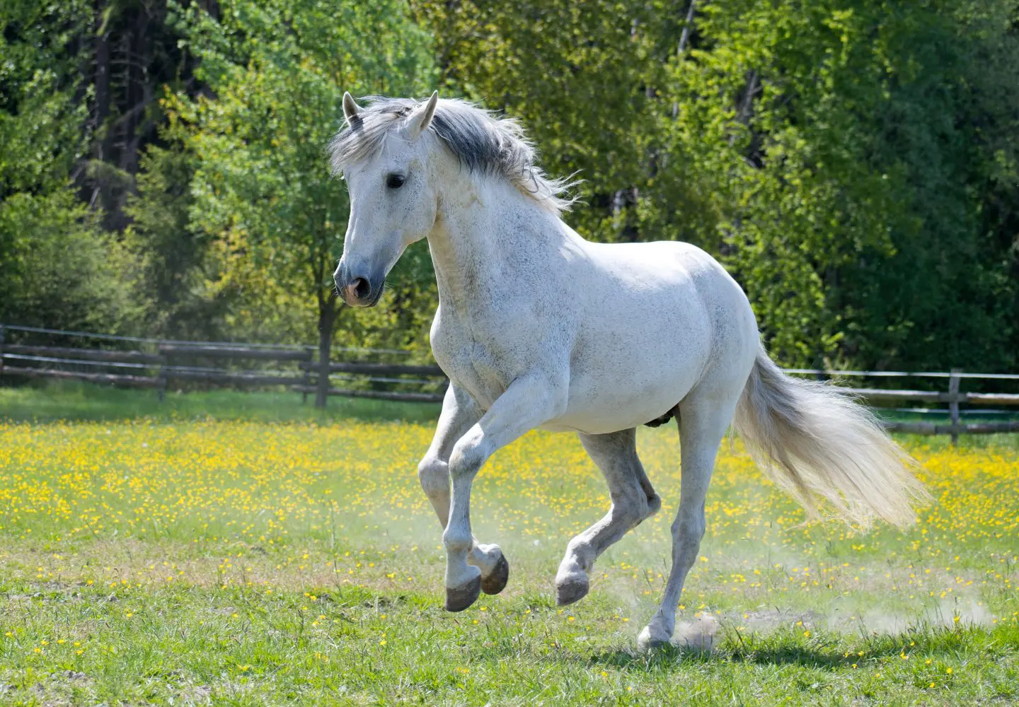 White horse cantering