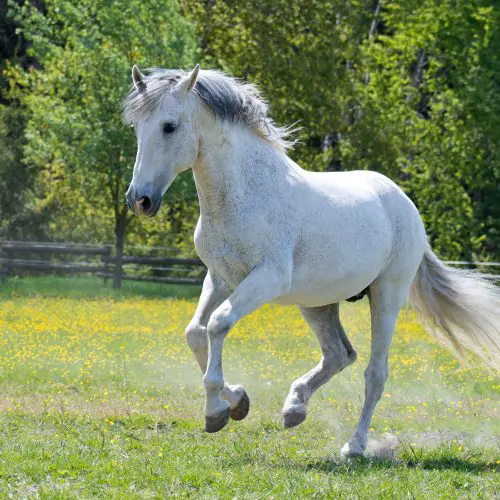 Natural Remedies for Calming Your Horse