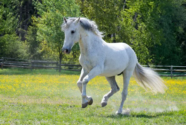 White horse cantering