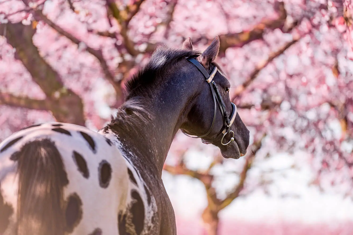 Horse in Spring min