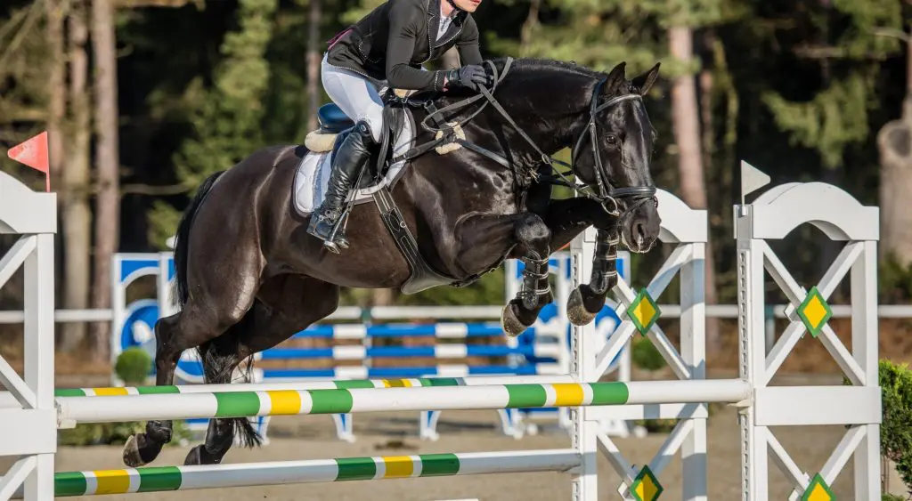 Black horse show jumping