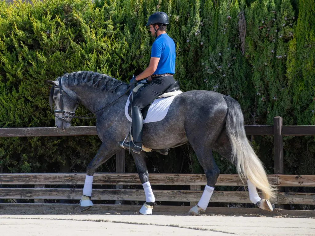 Dark grey horse photo1