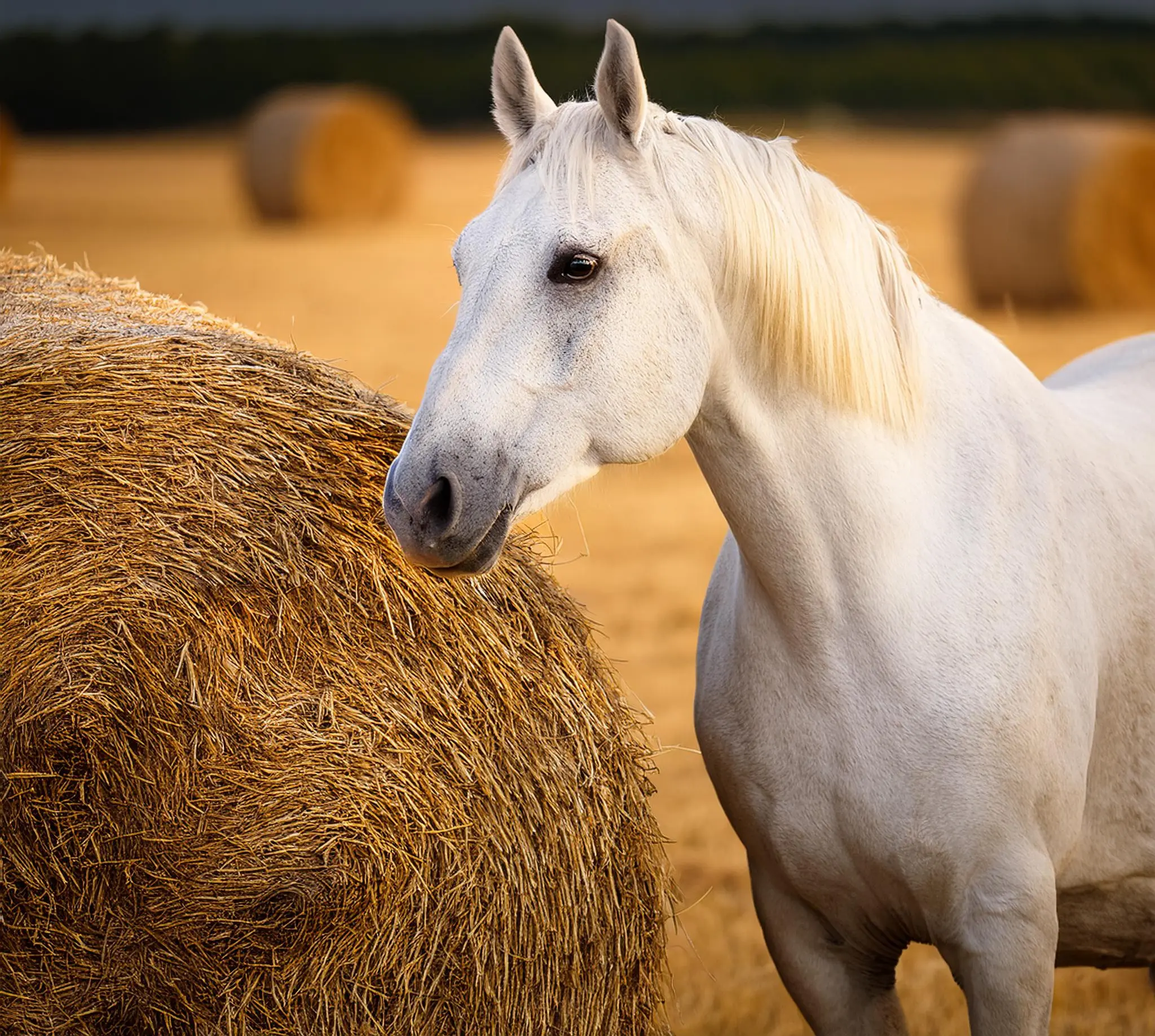 Horse grass 3.