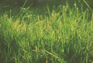 Seasonal grasses are a common cause of pollen allergy in horses.