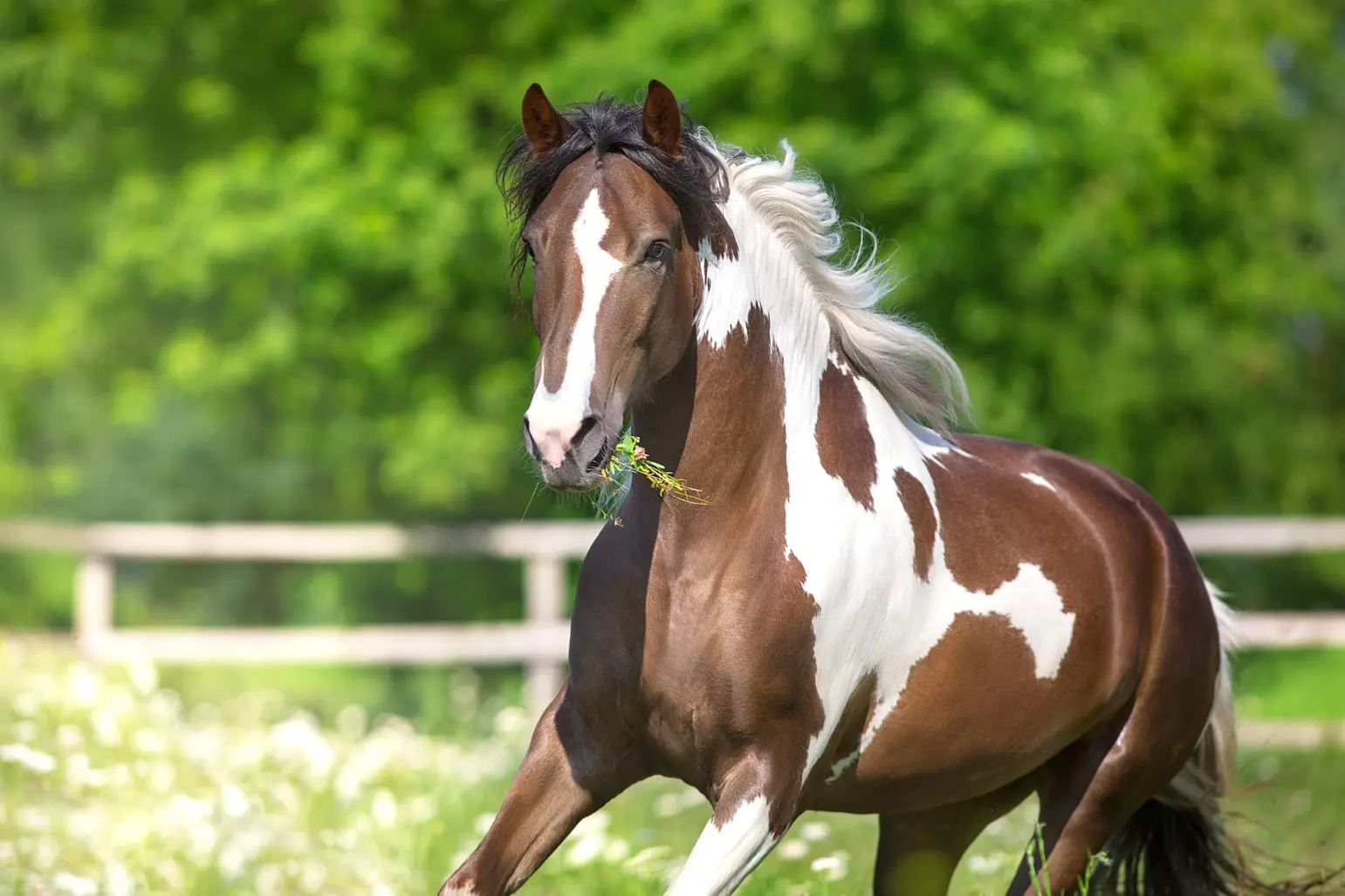 equine-calming