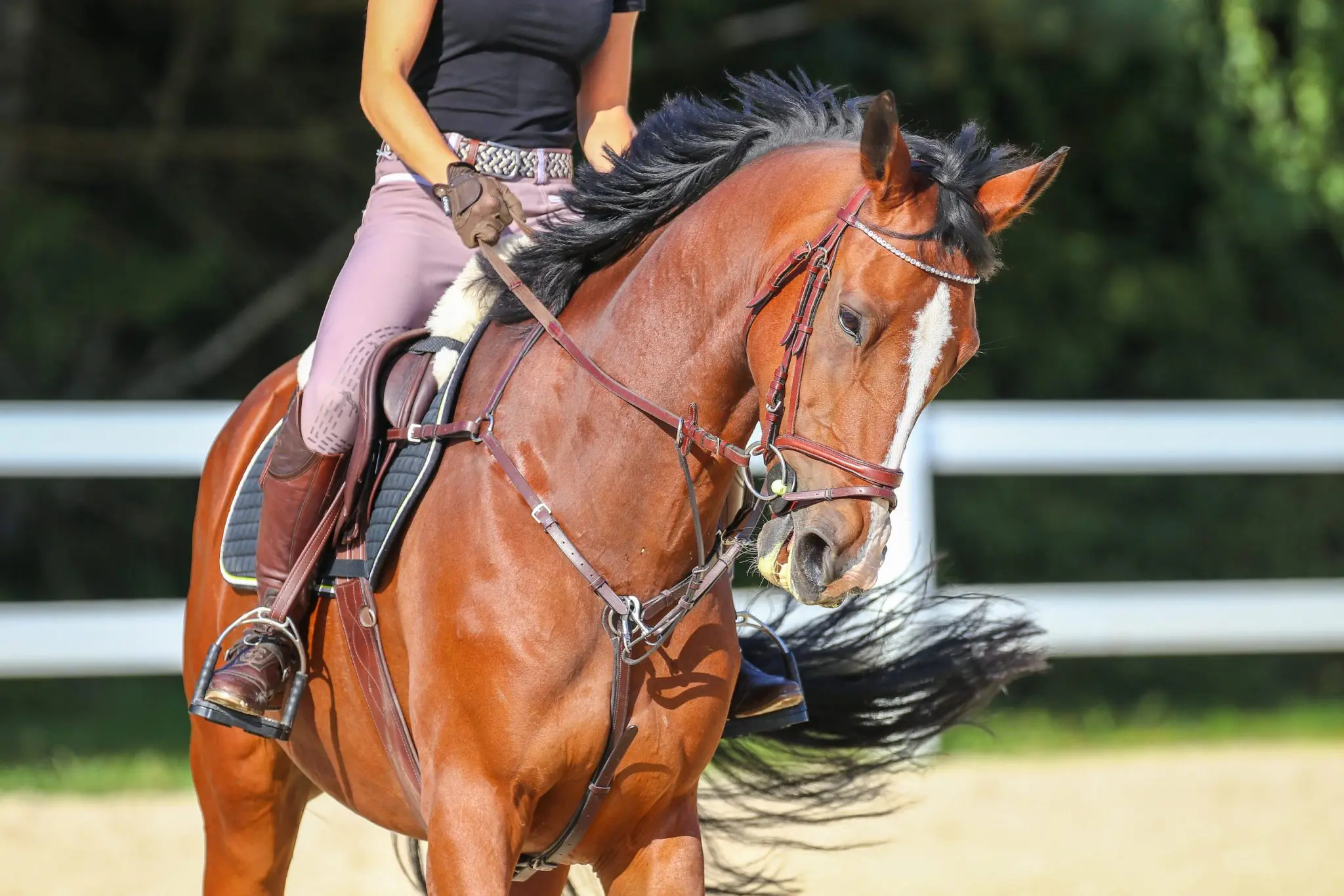 Red bay horse and rider upclose cantering Adobe scaled