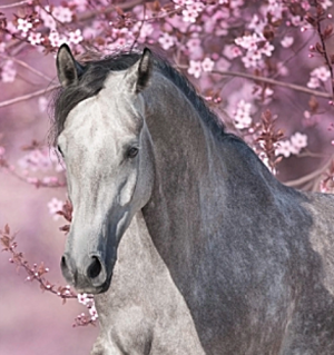 Optimize horse supplement assists horses at pasture for gut health, mycotoxin support and minerals.