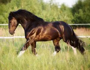 Toxin binder for horses at pasture to lessen the harmful effects and ensure maximum health, well-being and performance. Also containing a digestive aid