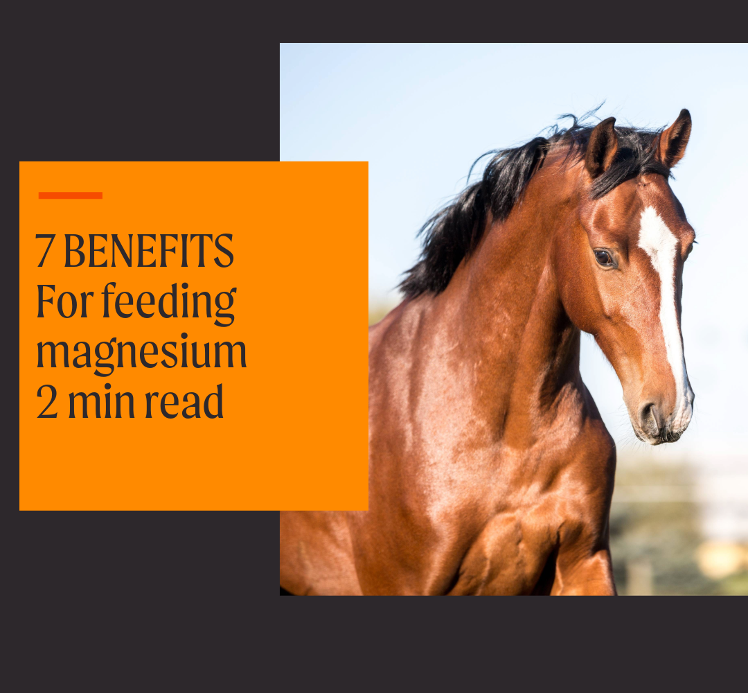 7 benefits for feeding your horse magnesium.