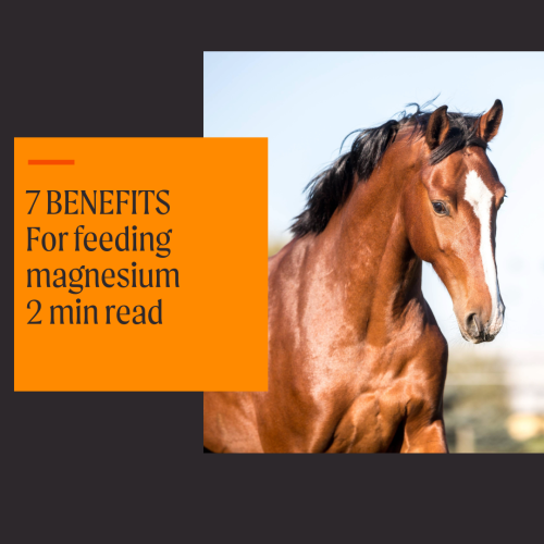 7 Benefits of feeding magnesium to horses