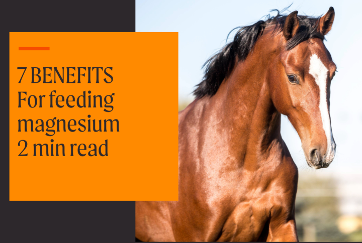 7 Benefits of feeding magnesium to horses