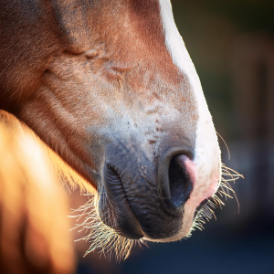 Best horse airway supplement for common cough, colds, allergy and airborne particles.