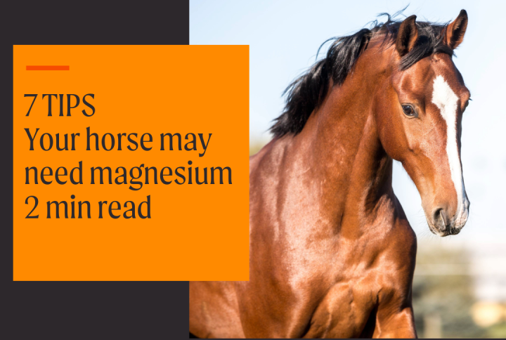 Benefits of feeding magnesium to horses.