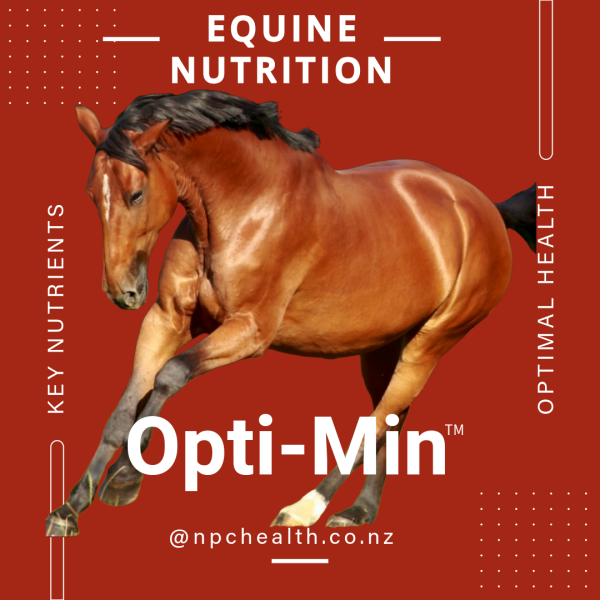 Essential Vitamins and Minerals For New Zealand Horses