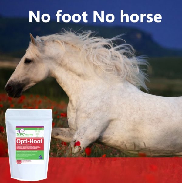 Opti Hoof For Horse Hooves