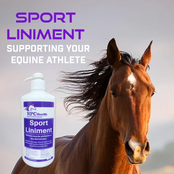 Horse liniment for your equine athlete.