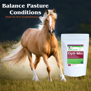 Vitamins And Minerals For Horses