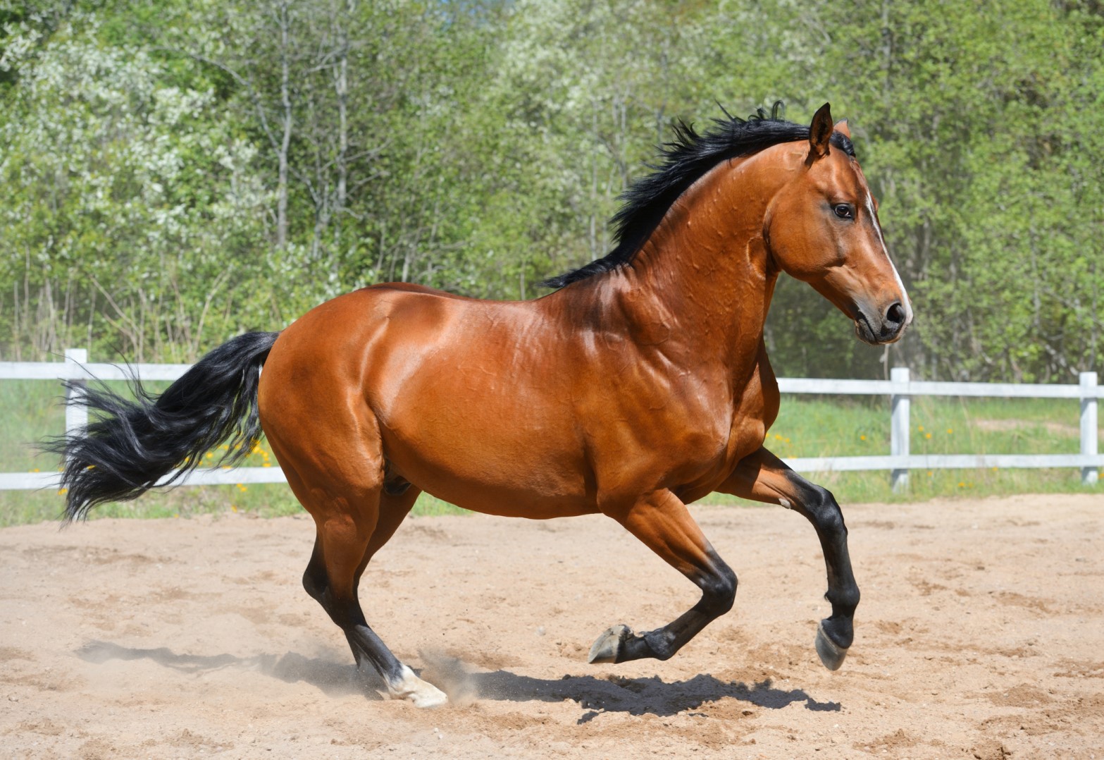 Pasture horse photo 2